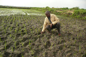 African Rice Farmers Using New Technology Of Farming In A Bid To Address Climate Change