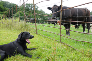 Dog guarding Livestock